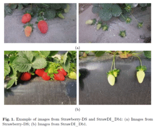 Fig. 1 Example of images from Strawberry-DS and StrawDI_Db1: (a) Images from Strawberry-DS; (b) Images from StrawDI_Db1 - paper Classification of Strawberry Maturity Level from Images Using Supervised Classifiers and Convolutional Neural Networks as Feature Extractors