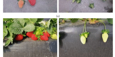 Fig. 1 Example of images from Strawberry-DS and StrawDI_Db1: (a) Images from Strawberry-DS; (b) Images from StrawDI_Db1 - paper Classification of Strawberry Maturity Level from Images Using Supervised Classifiers and Convolutional Neural Networks as Feature Extractors